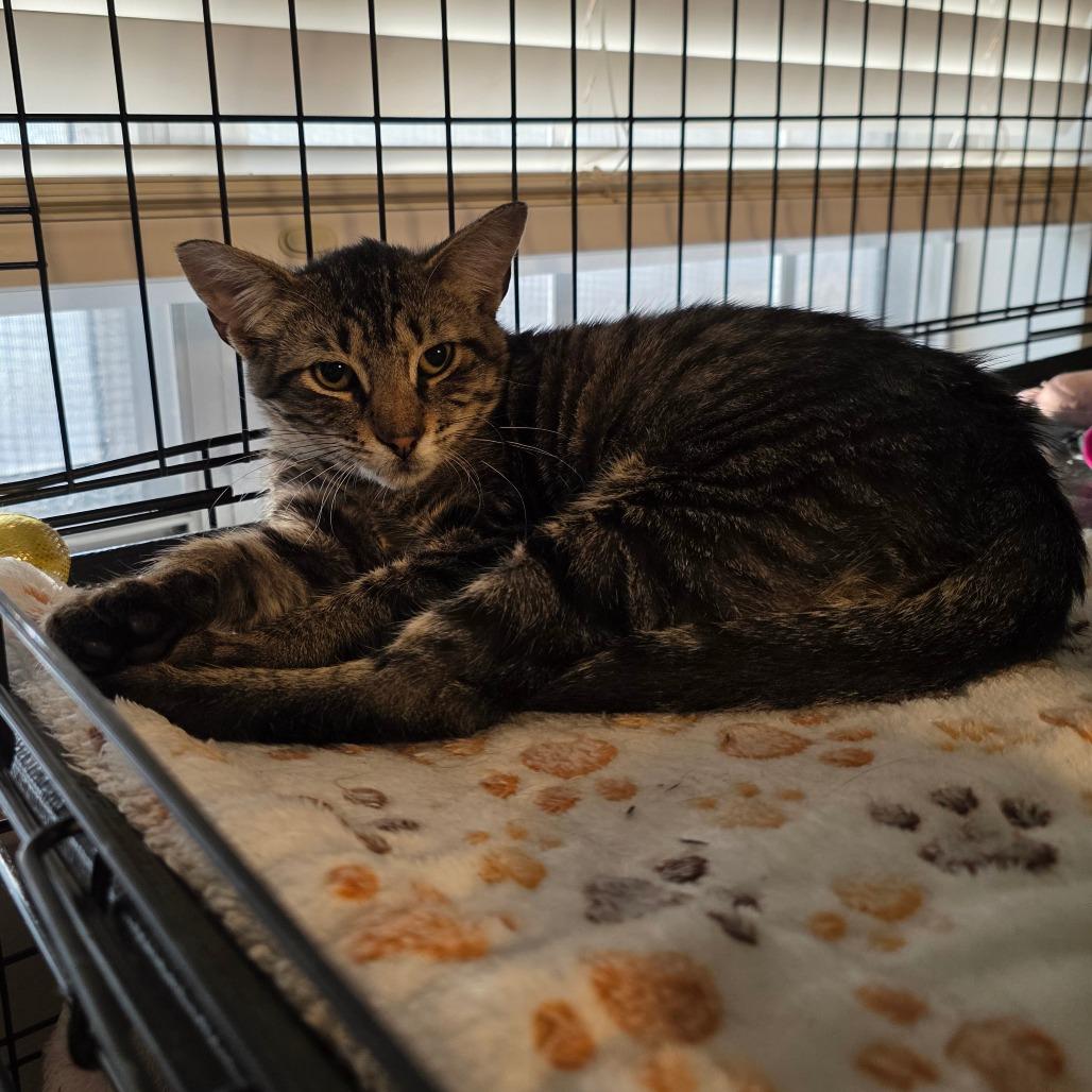 Lucius, Adoptable, Young Male Domestic Short Hair.