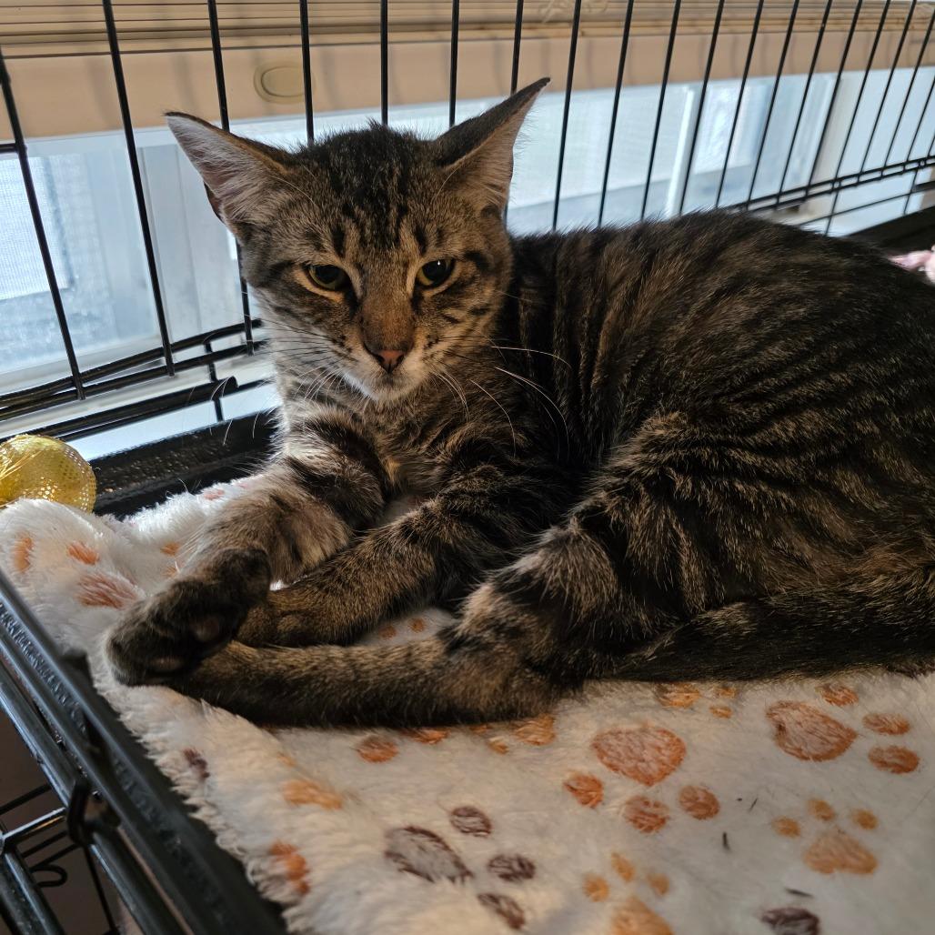 Enlarge Lucius, a Adoptable Domestic Short Hair in Fort Worth, TX image 2/3