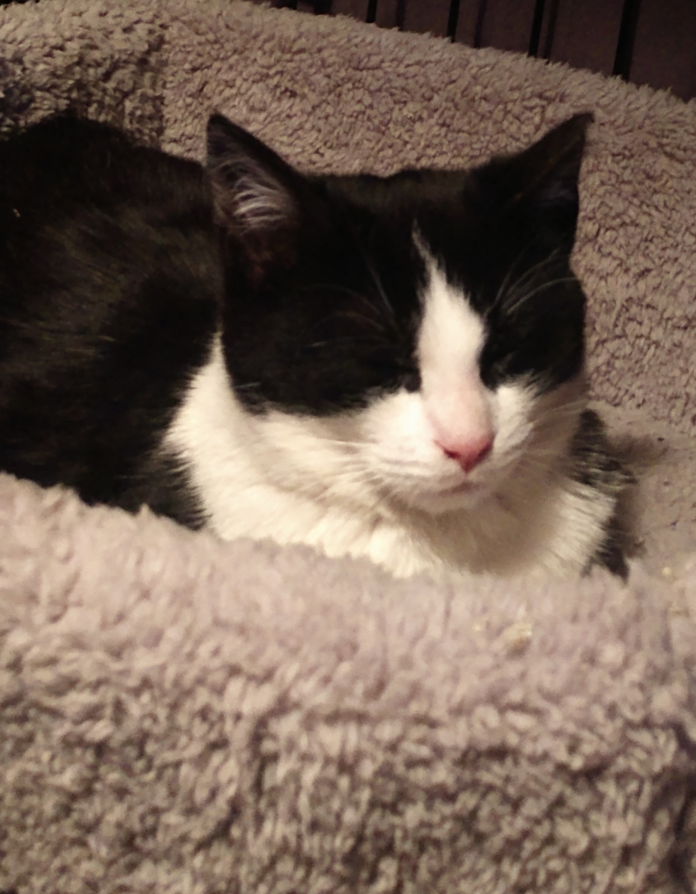 Enlarge Theo SP (bonded w/ Mio) 0920, a Adoptable Domestic Medium Hair in West Bloomfield, MI image 2/6