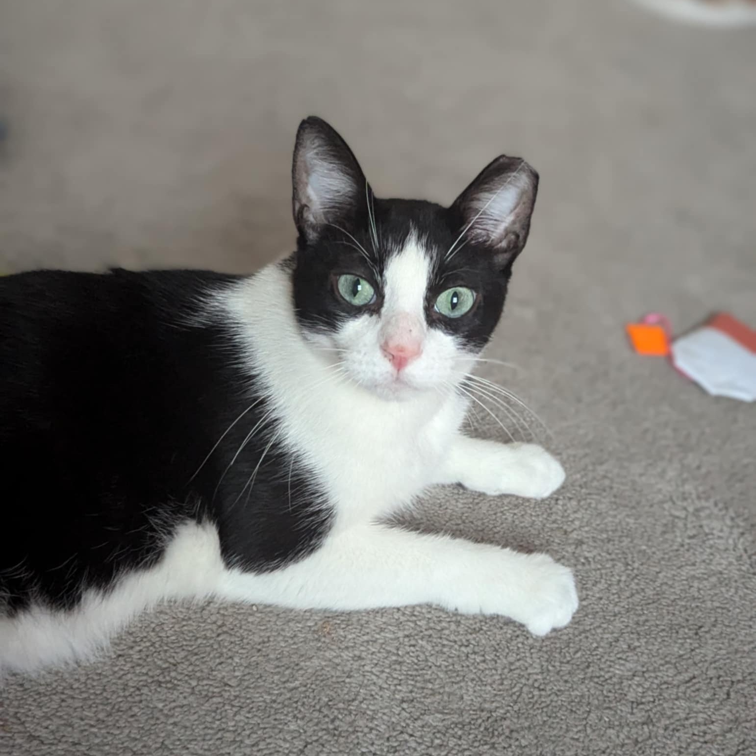 Enlarge Theo SP (bonded w/ Mio) 0920, a Adoptable Domestic Medium Hair in West Bloomfield, MI image 3/6