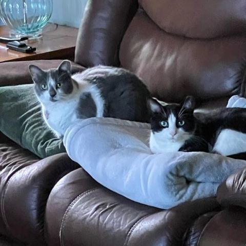 Enlarge Theo SP (bonded w/ Mio) 0920, a Adoptable Domestic Medium Hair in West Bloomfield, MI image 5/6