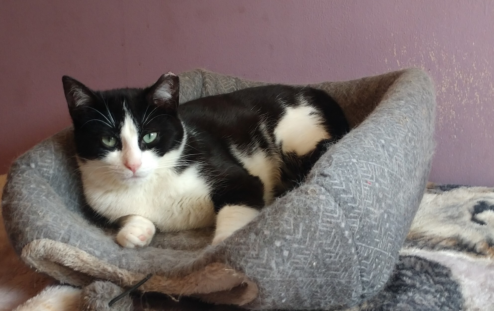 Enlarge Theo SP (bonded w/ Mio) 0920, a Adoptable Domestic Medium Hair in West Bloomfield, MI image 6/6