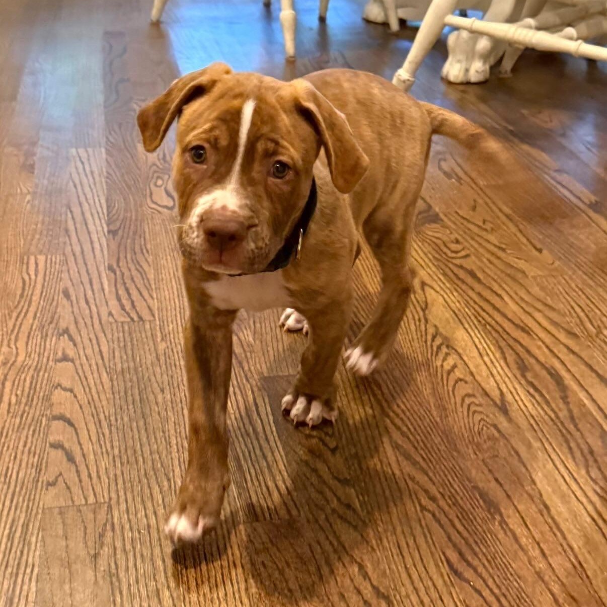 Enlarge Spud, a ADOPTABLE mixed breed in Rock Hill, SC image 3/6