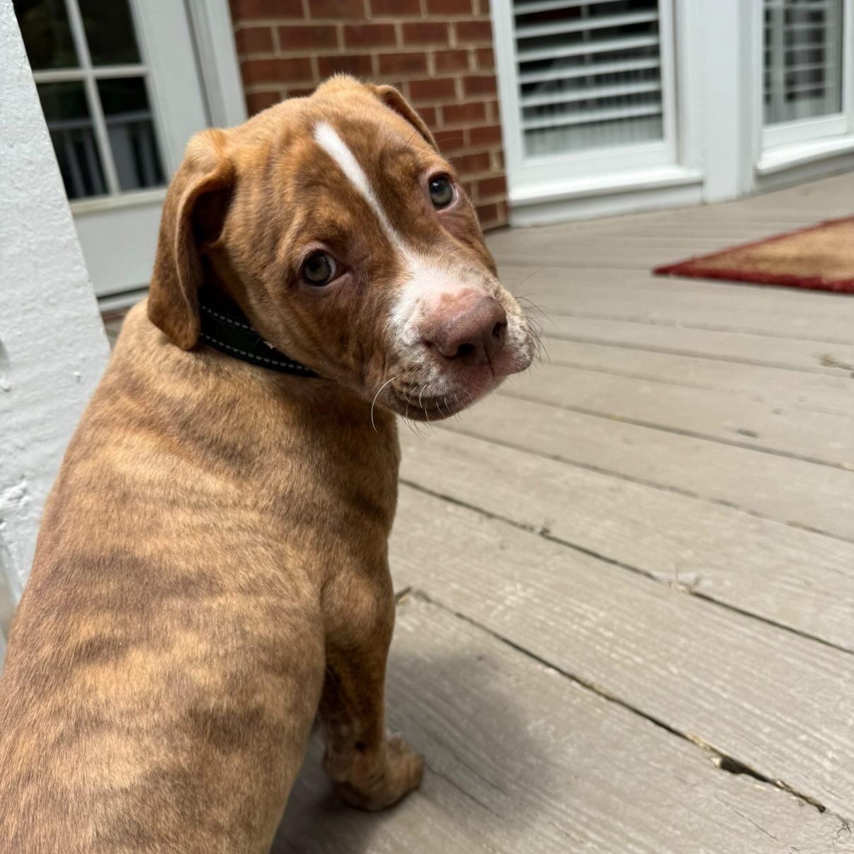 Enlarge Spud, a ADOPTABLE mixed breed in Rock Hill, SC image 6/6