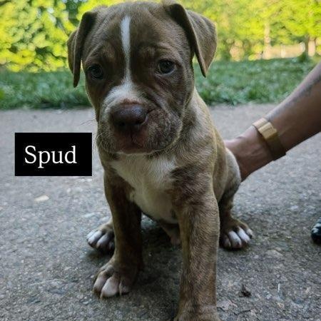 Spud, a ADOPTABLE mixed breed in Rock Hill, SC image 2/5