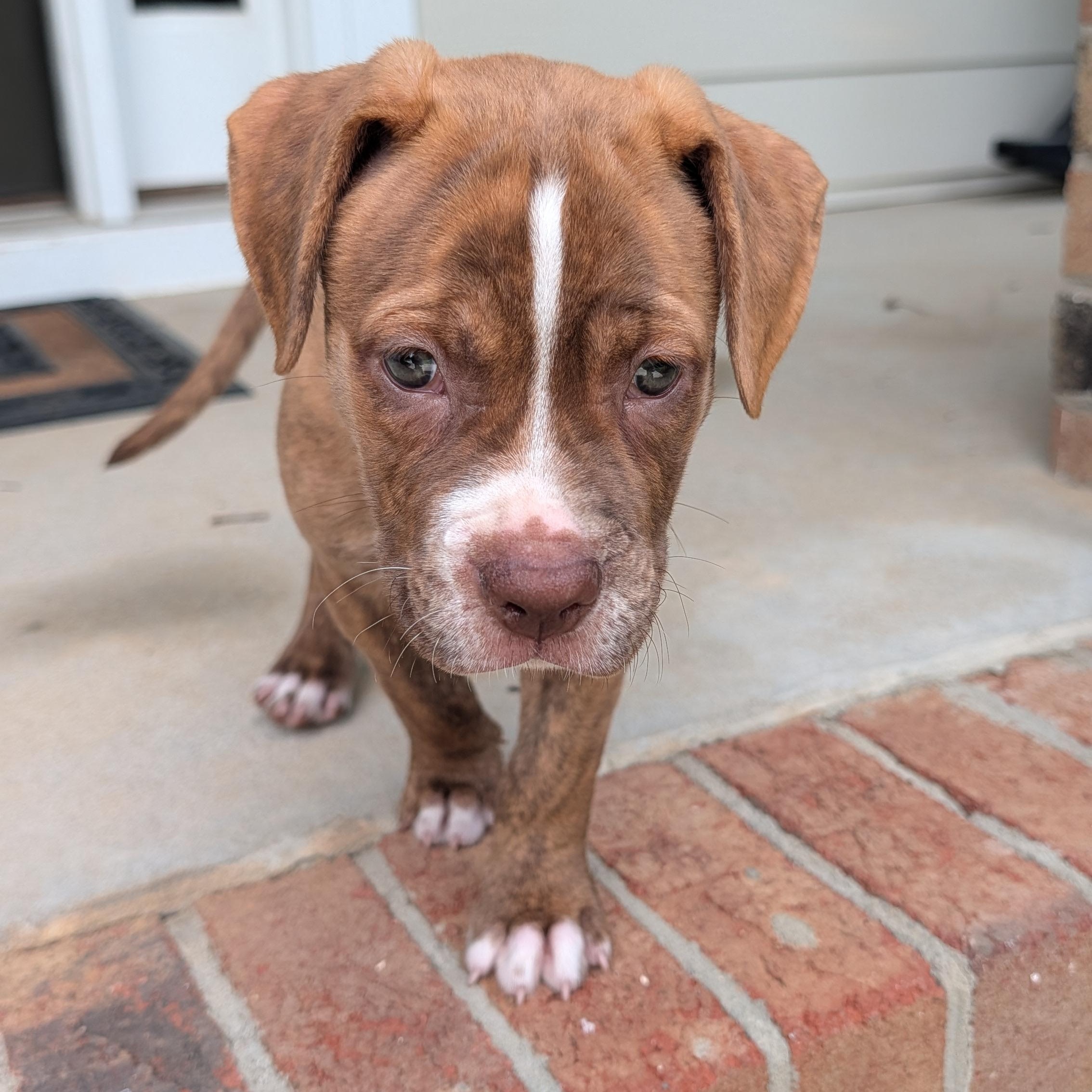 Spud, ADOPTABLE, Puppy Male Shepherd & Pit Bull Terrier.