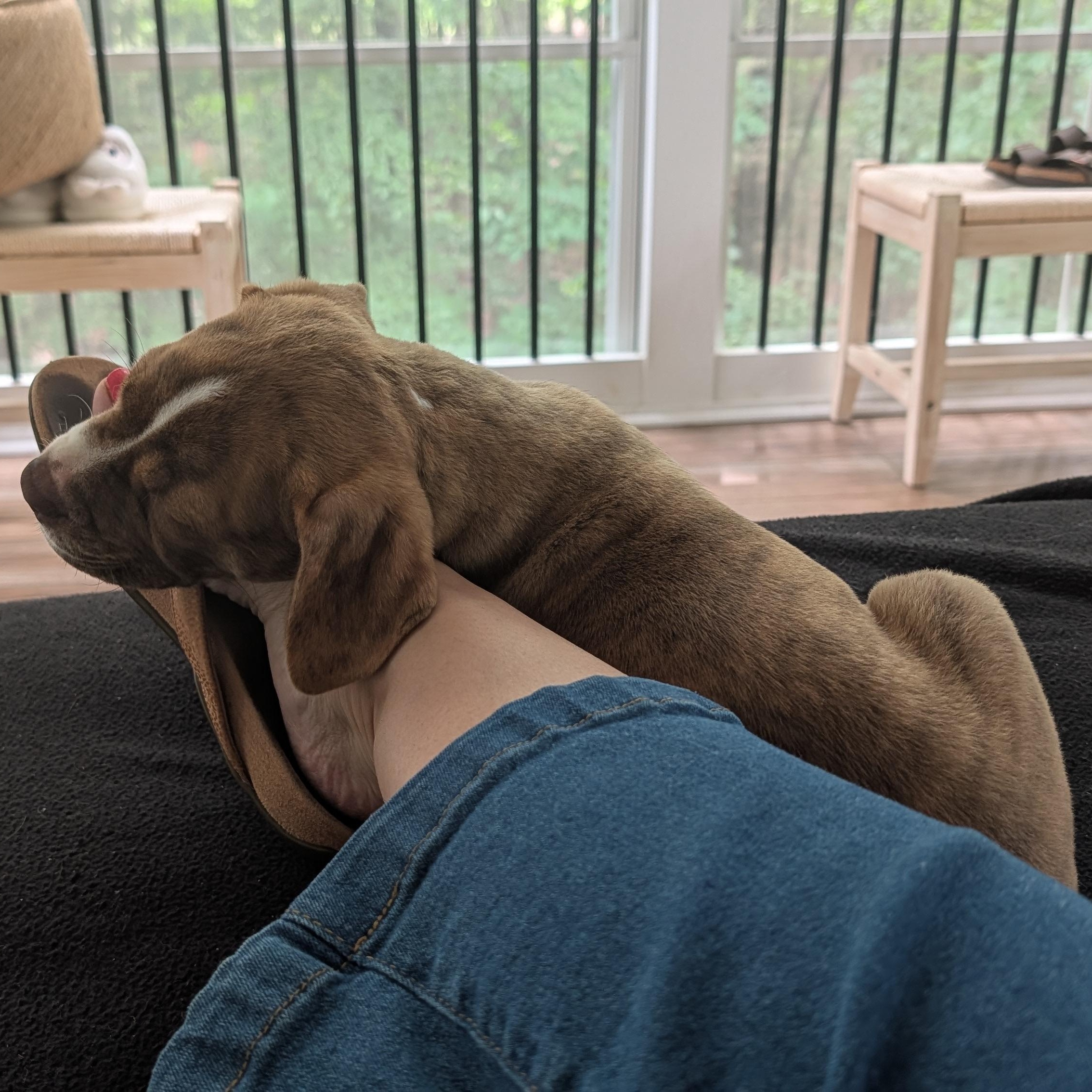 Spud, a ADOPTABLE mixed breed in Rock Hill, SC image 5/5