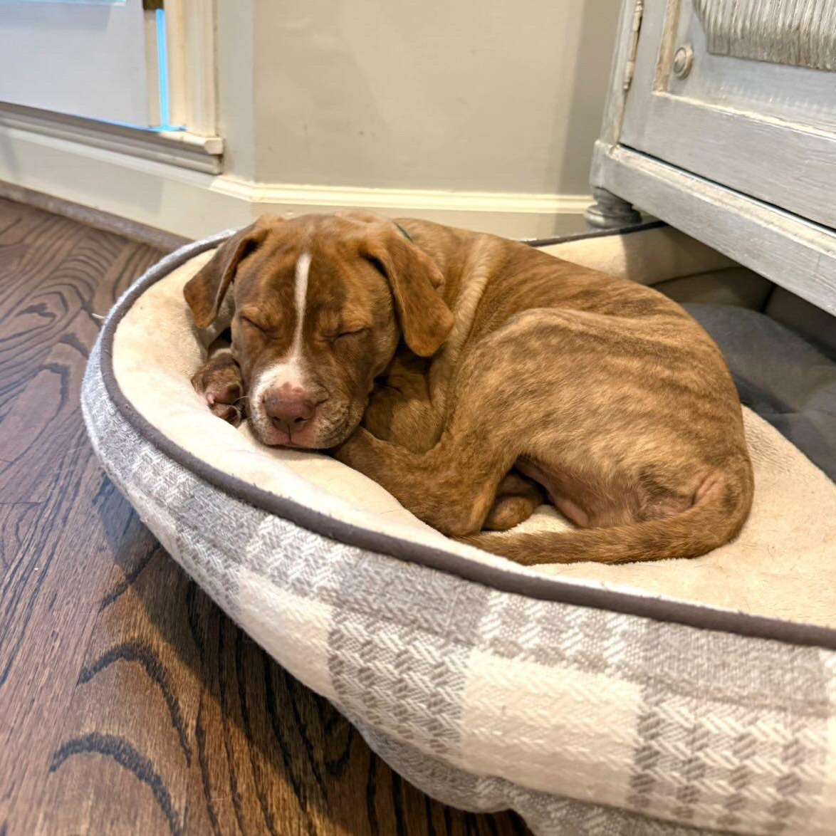 Enlarge Spud, a ADOPTABLE mixed breed in Rock Hill, SC image 2/6