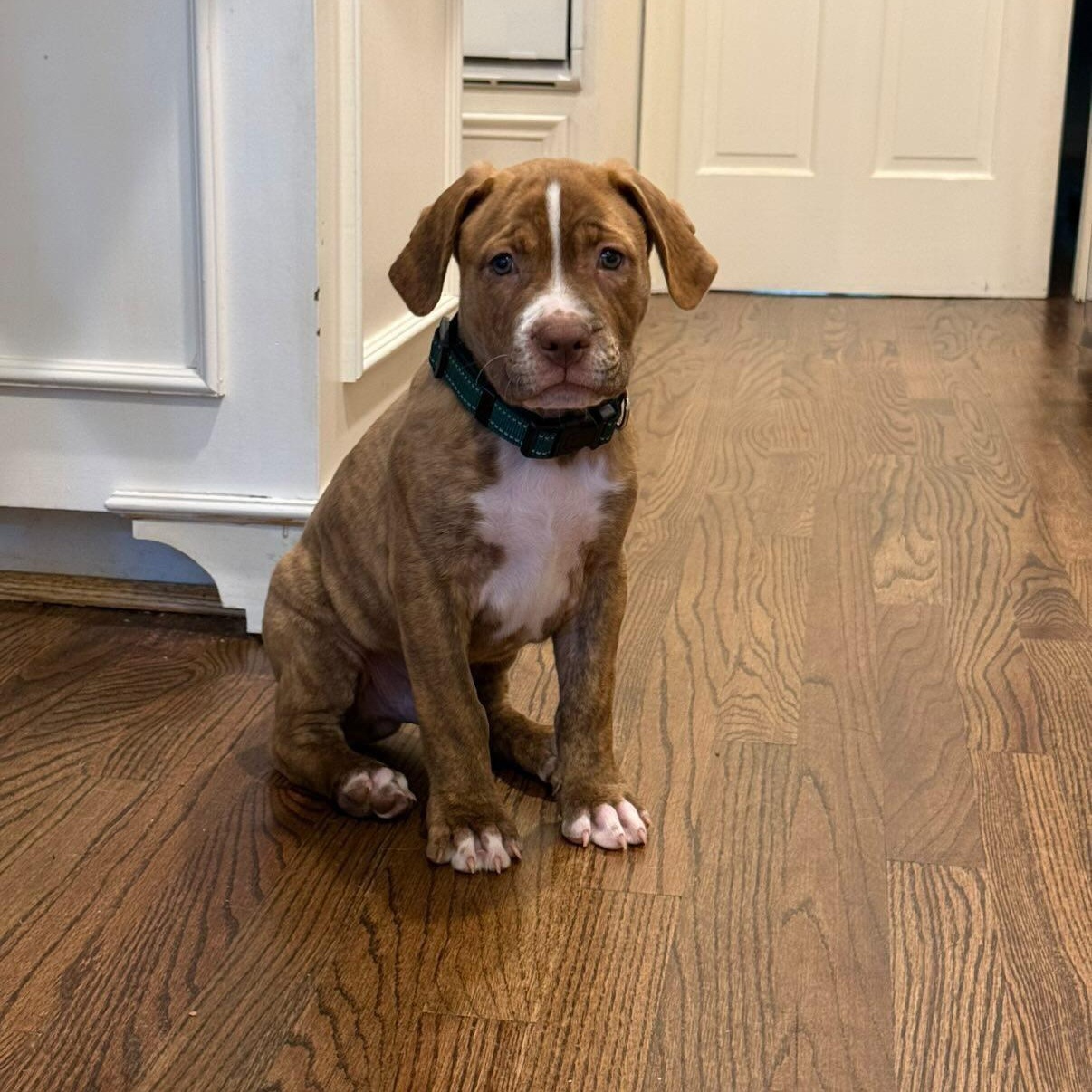 Spud, ADOPTABLE, Puppy Male Shepherd & Pit Bull Terrier.