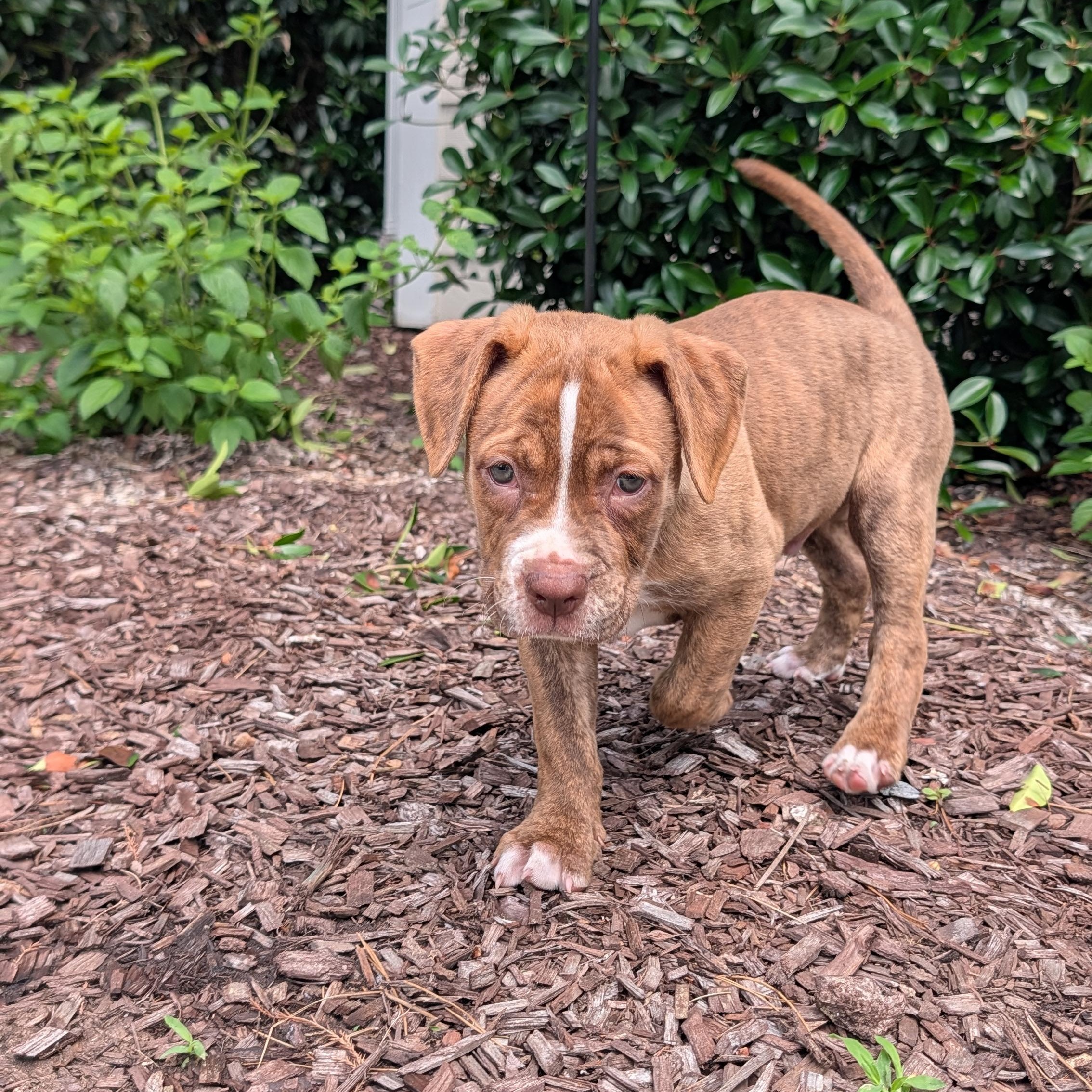 Spud, a ADOPTABLE mixed breed in Rock Hill, SC image 3/5