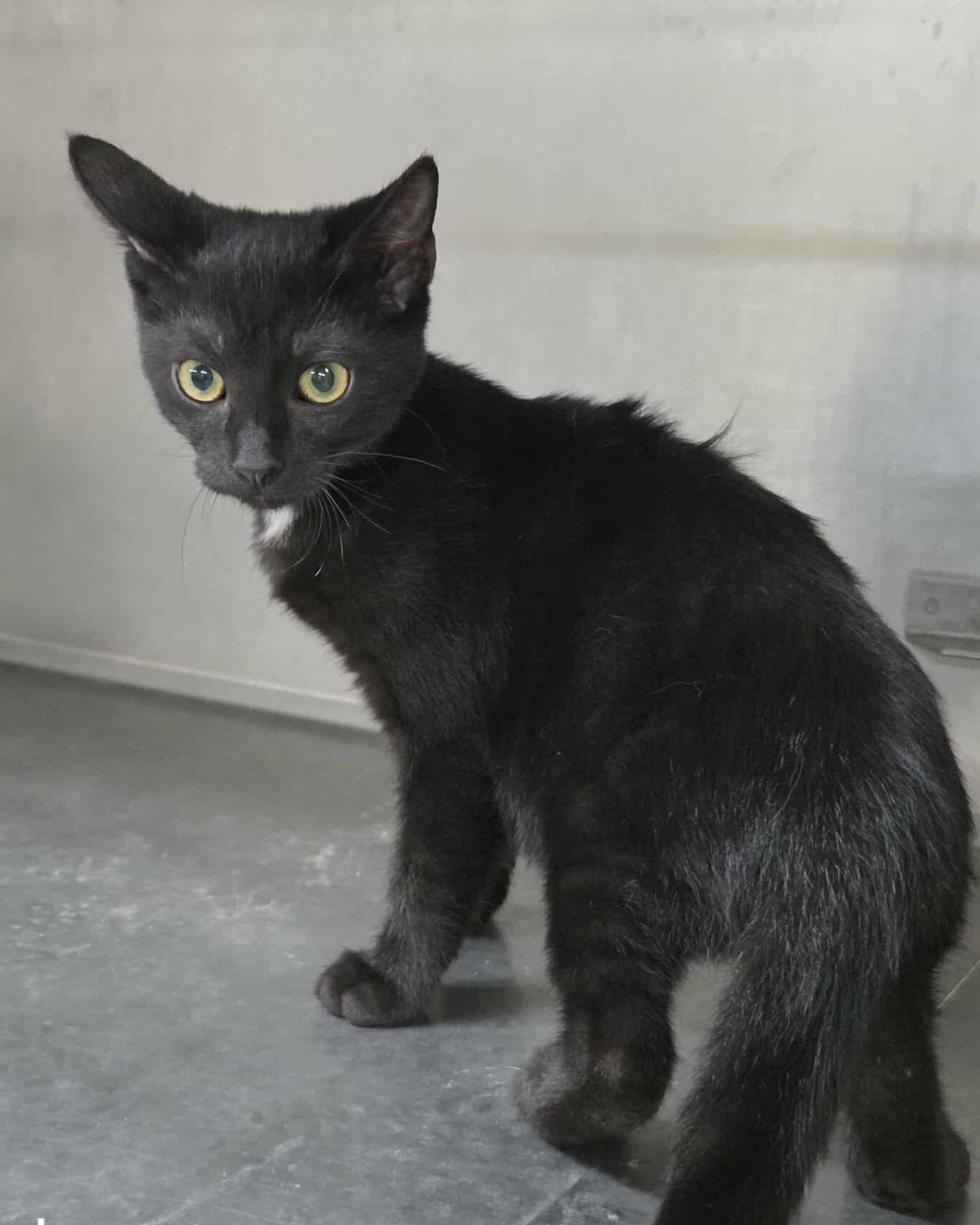 Enlarge Bob, an adopted mixed breed in Anniston, AL image 2/2