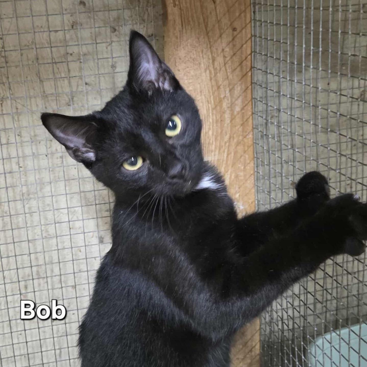 Enlarge Bob, an adopted mixed breed in Anniston, AL image 1/2
