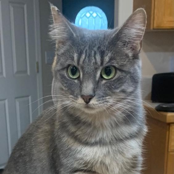 Enlarge Polly, a ADOPTABLE mixed breed in Thayne, WY image 1/1