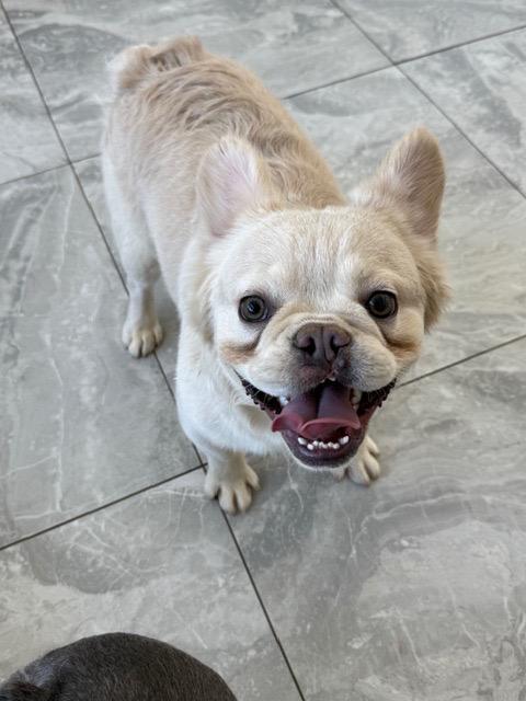 Enlarge Benji, an adopted French Bulldog in Las Vegas, NV image 3/4