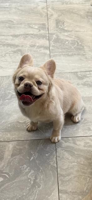 Benji, adopted, Young Male French Bulldog.
