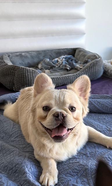 Enlarge Benji, an adopted French Bulldog in Las Vegas, NV image 4/4