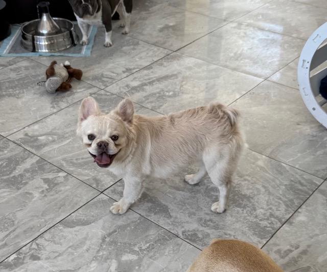 Enlarge Benji, an adopted French Bulldog in Las Vegas, NV image 2/4