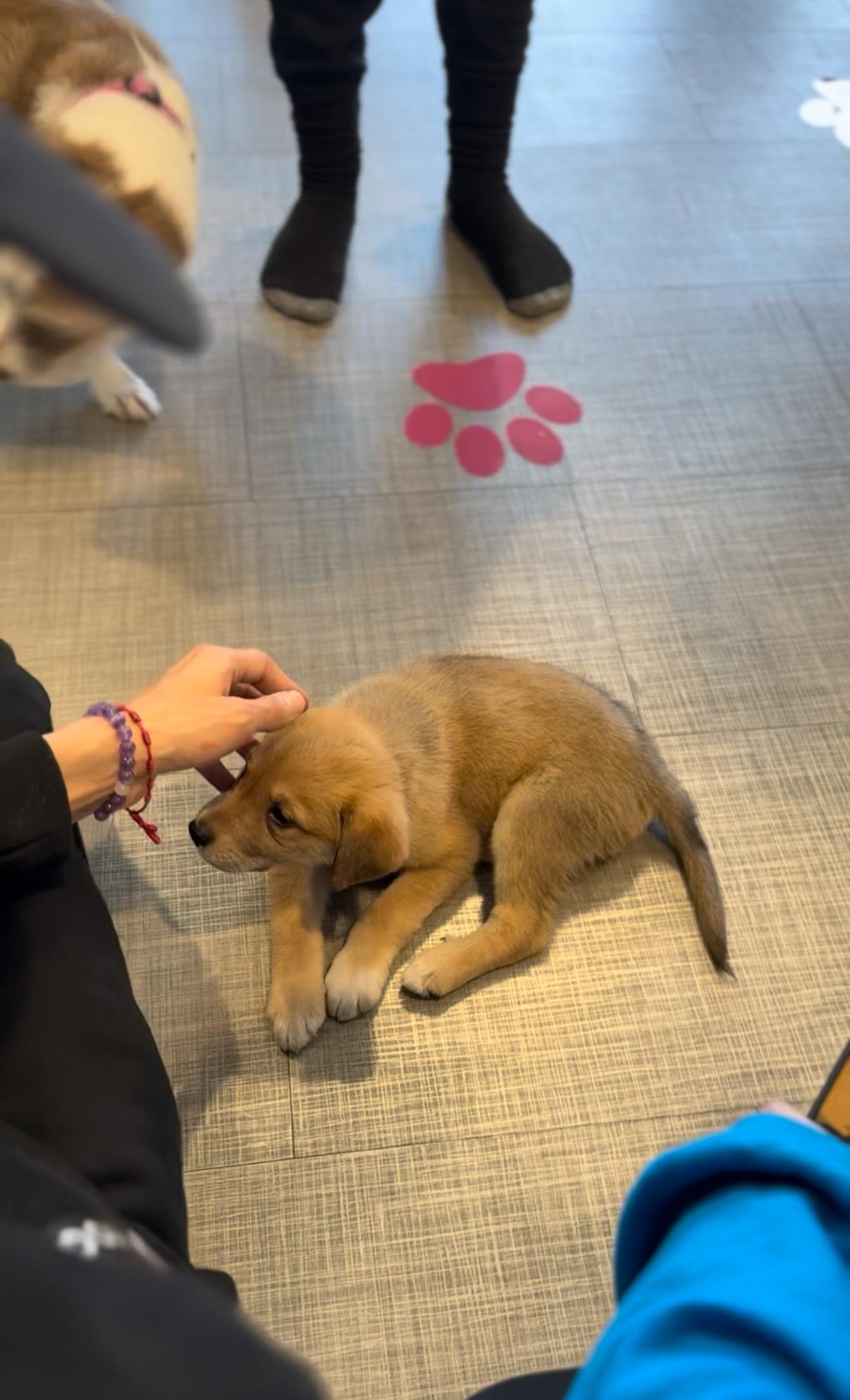 Enlarge Alessia, a Adoptable mixed breed in East Hartford, CT image 2/5