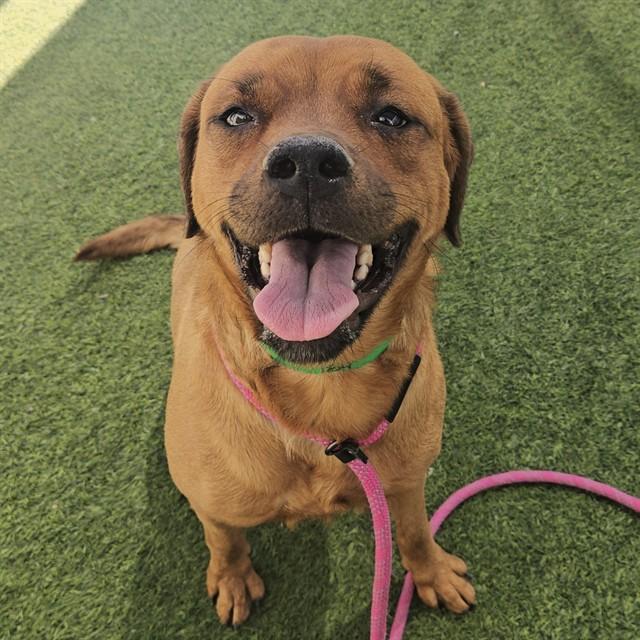 JONI, Adoptable, Adult Female Rhodesian Ridgeback & Mixed Breed.