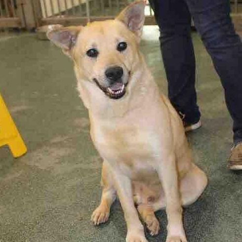 Jimmy Chew, Adult Male Carolina Dog
