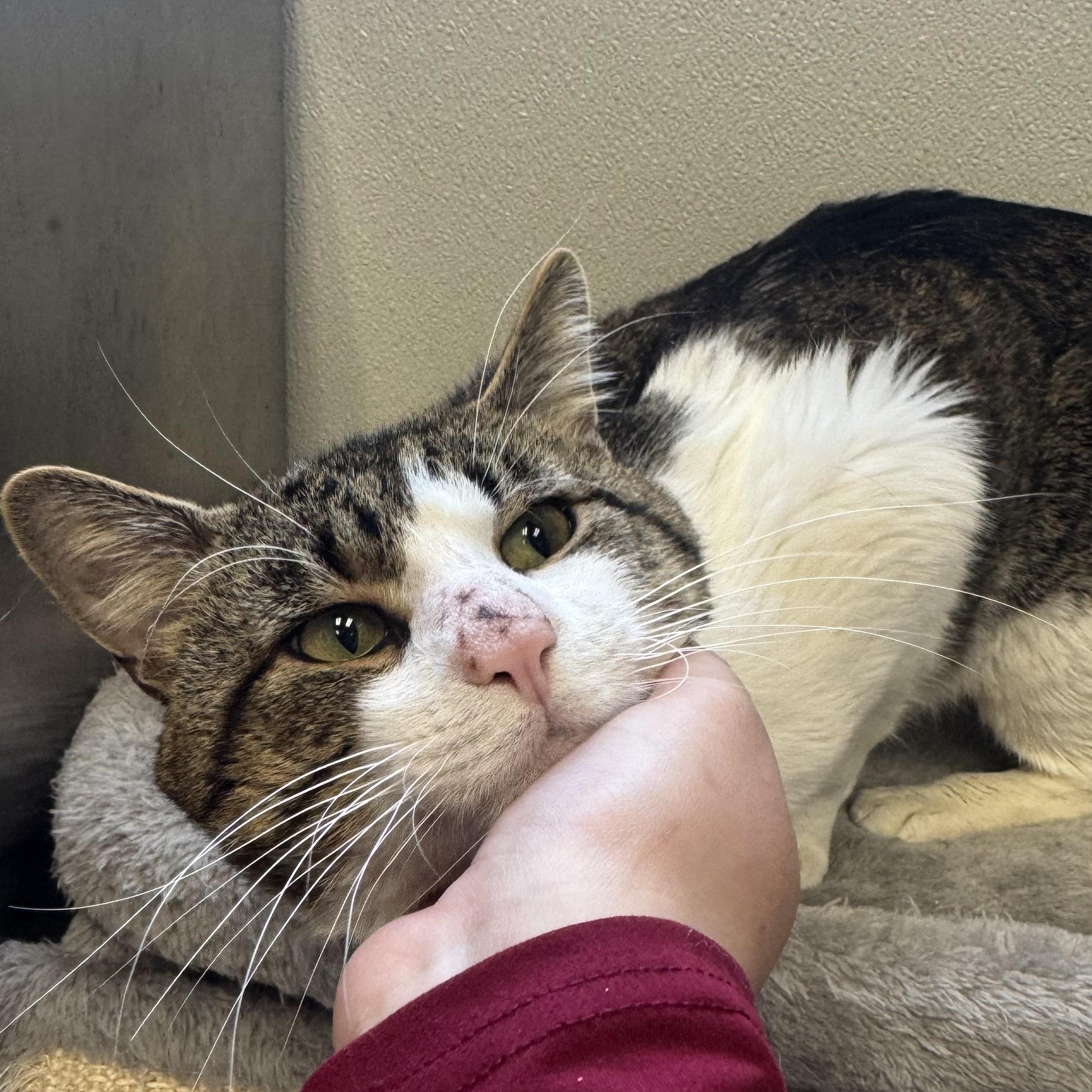 Enlarge Lando, a ADOPTABLE Domestic Short Hair in Fall River, MA image 3/4