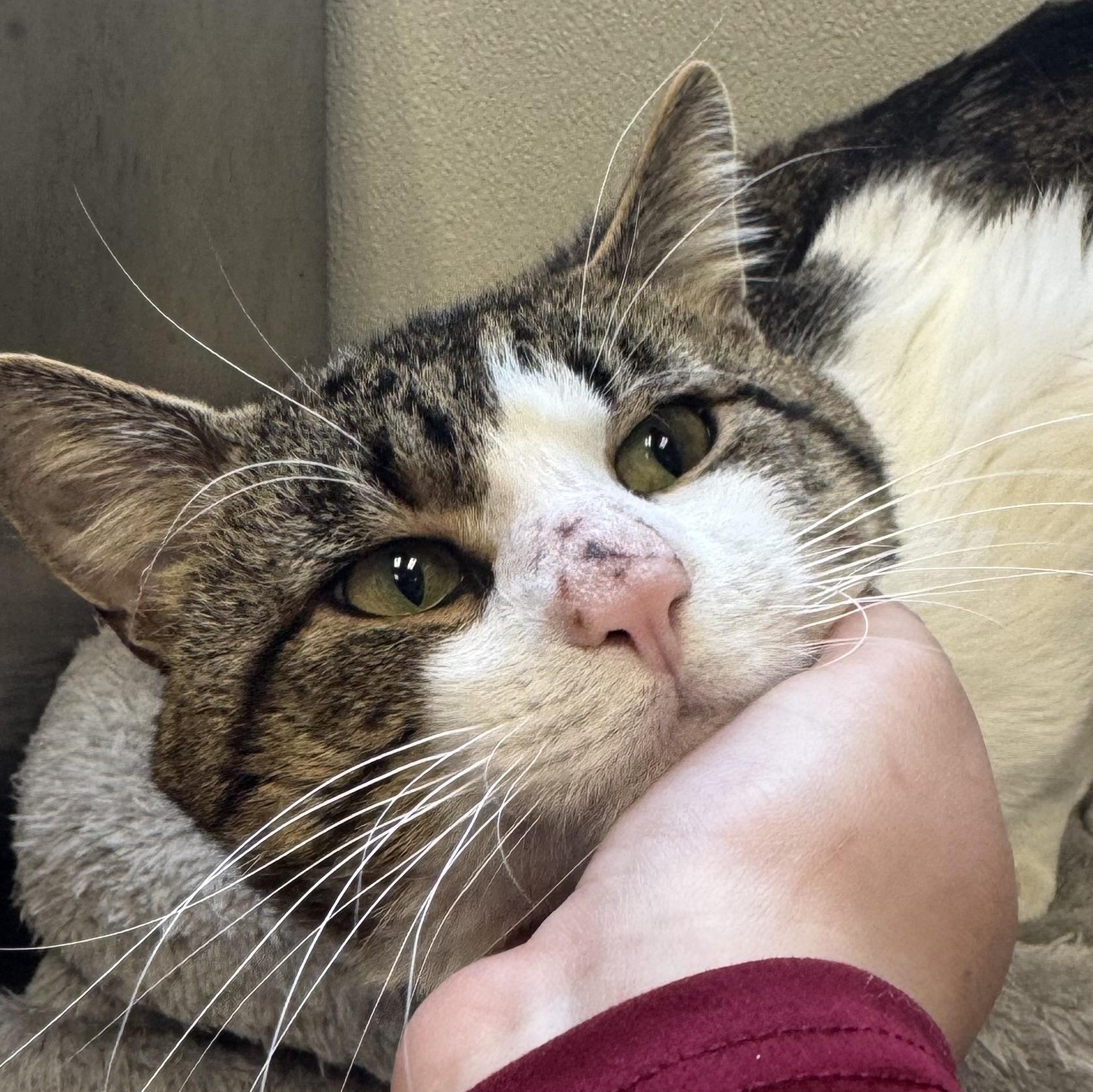 Enlarge Lando, a ADOPTABLE Domestic Short Hair in Fall River, MA image 1/4