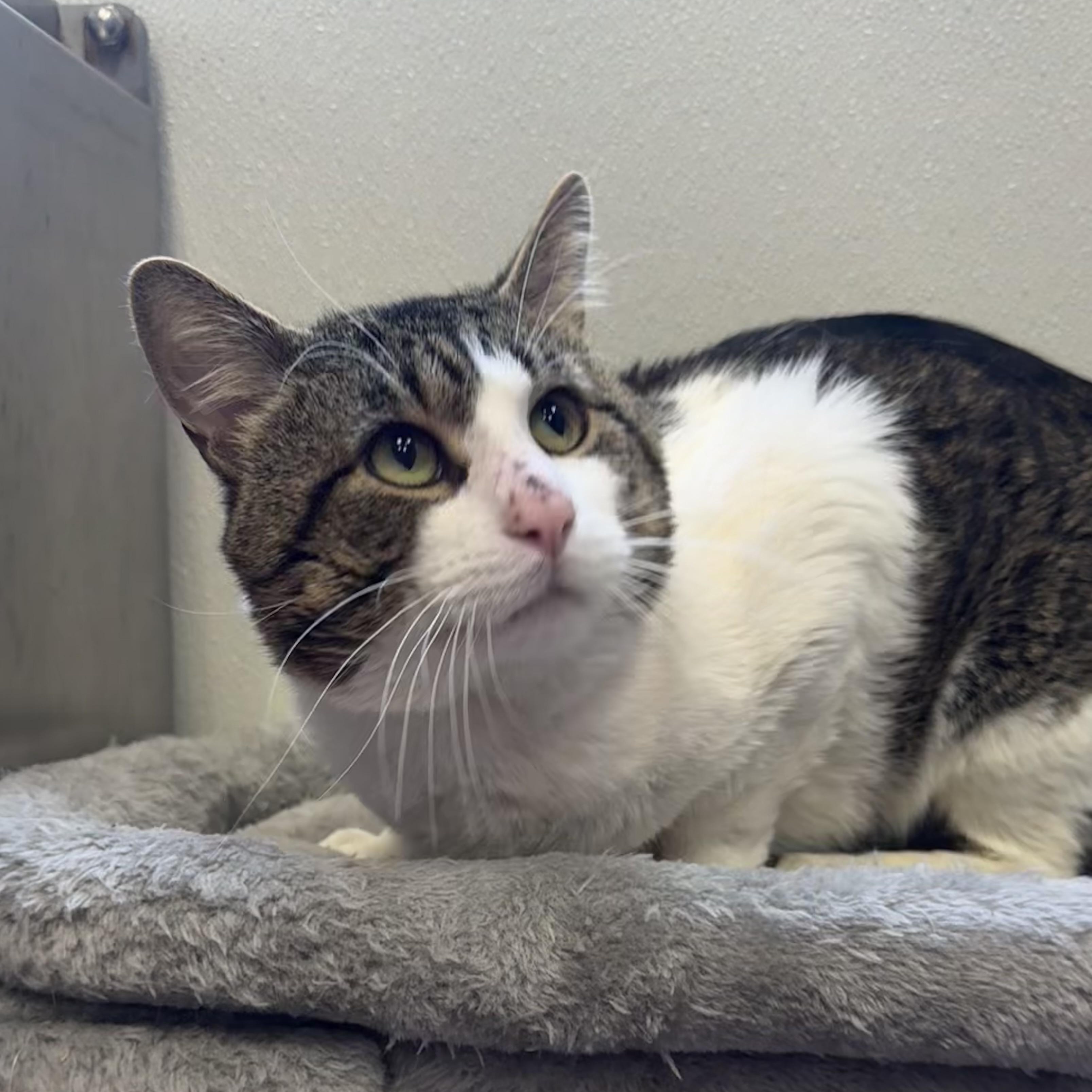 Enlarge Lando, a ADOPTABLE Domestic Short Hair in Fall River, MA image 4/4