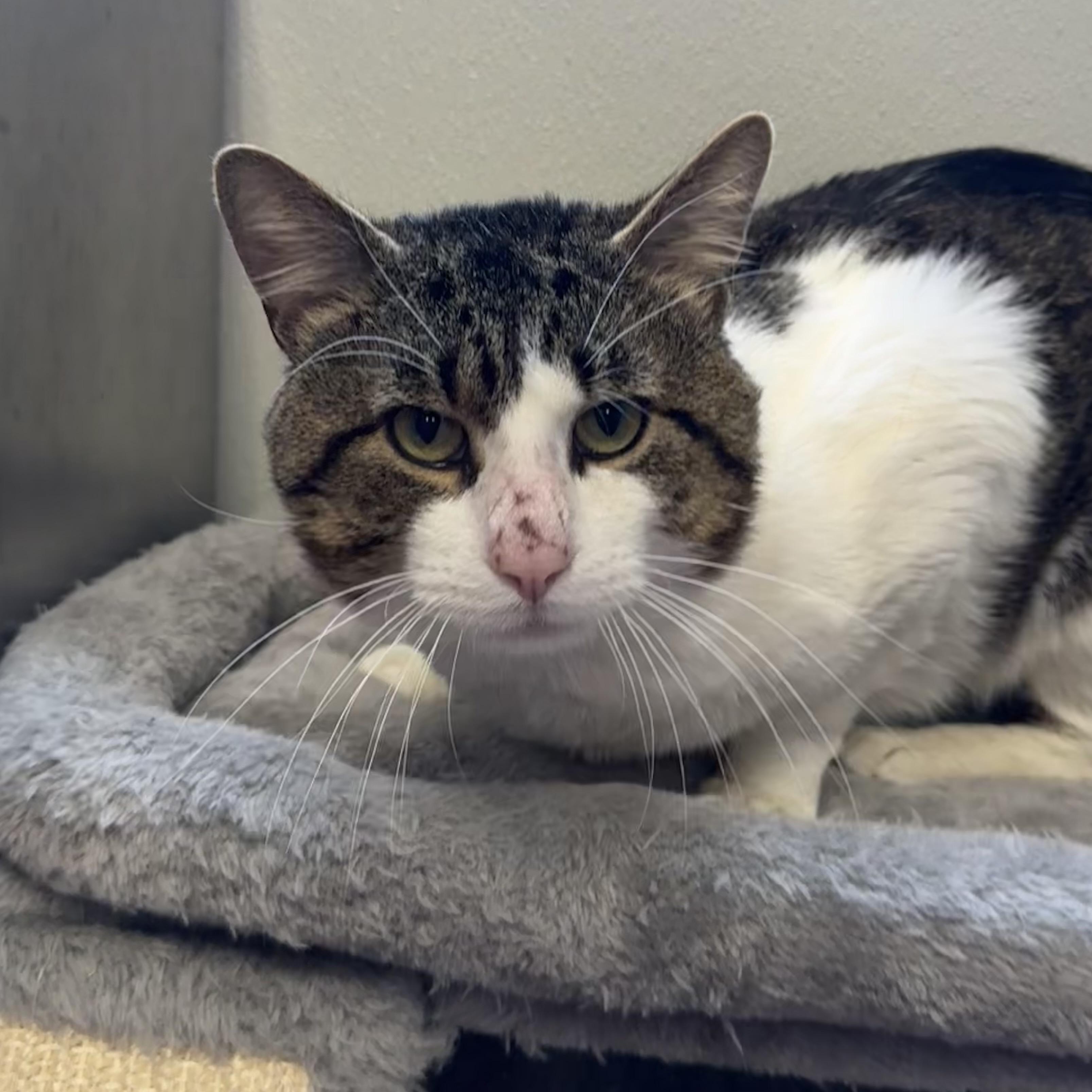 Enlarge Lando, a ADOPTABLE Domestic Short Hair in Fall River, MA image 2/4