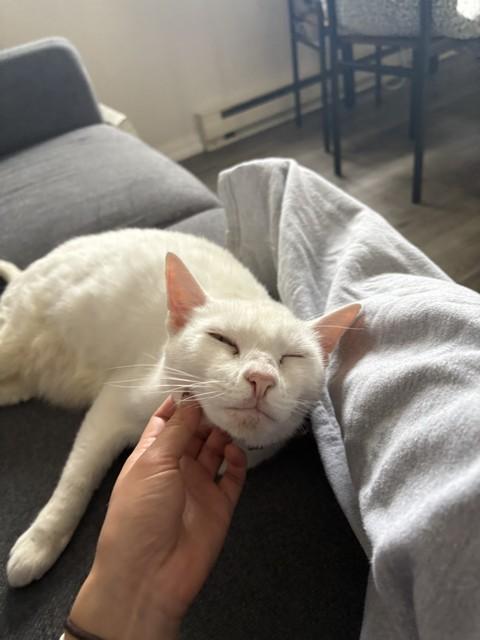 Emmy, a Adoptable Domestic Short Hair in Portland, OR image 2/6