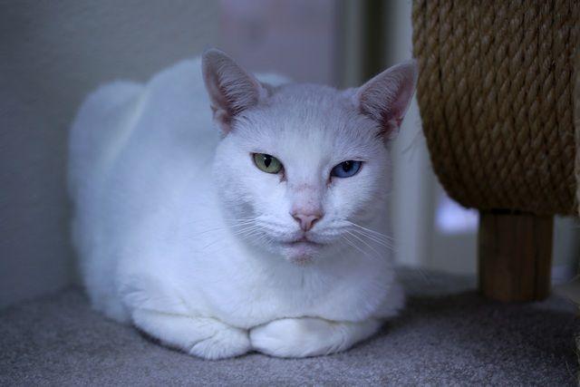 Emmy, a Adoptable Domestic Short Hair in Portland, OR image 3/6