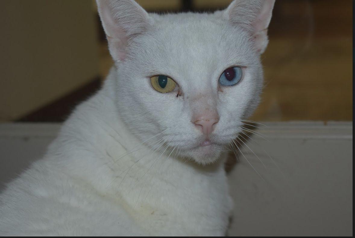 Emmy, a Adoptable Domestic Short Hair in Portland, OR image 4/6