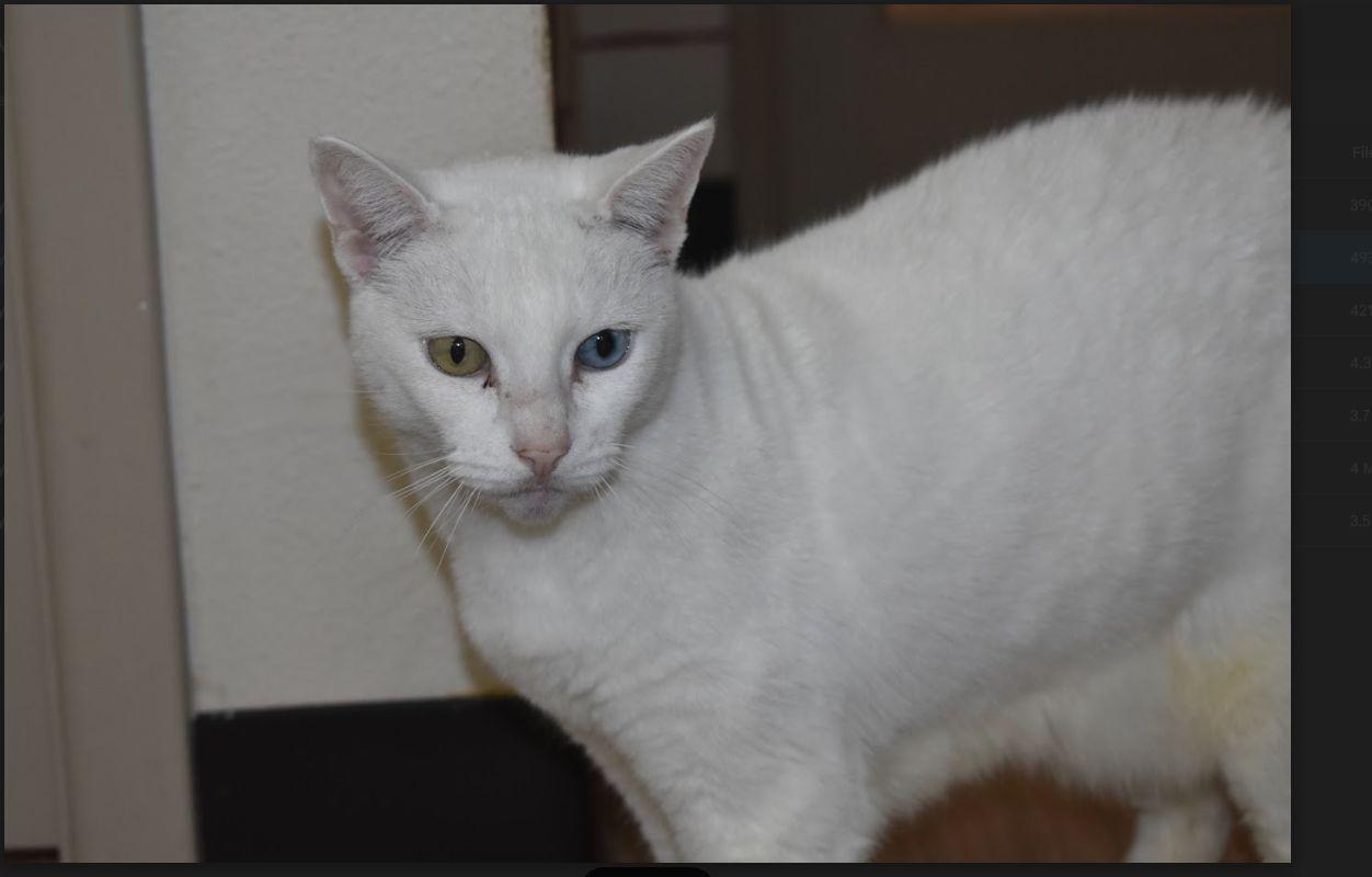 Emmy, a Adoptable Domestic Short Hair in Portland, OR image 4/6