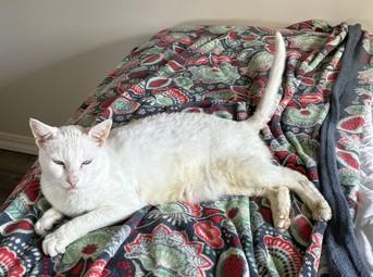 Emmy, a Adoptable Domestic Short Hair in Portland, OR image 5/6