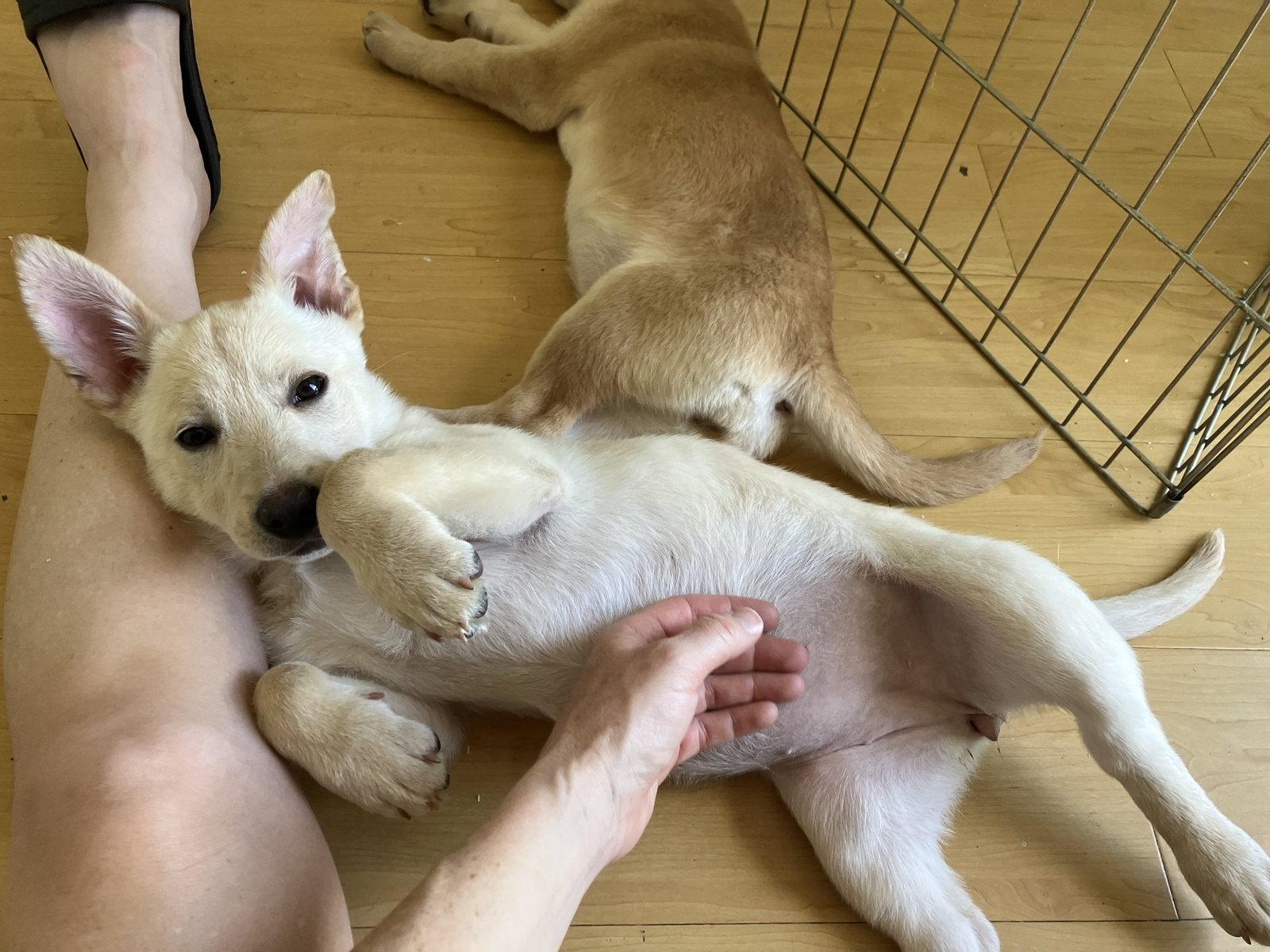 Enlarge Snickerdoodle, a Adopted mixed breed in Davis, CA image 1/3