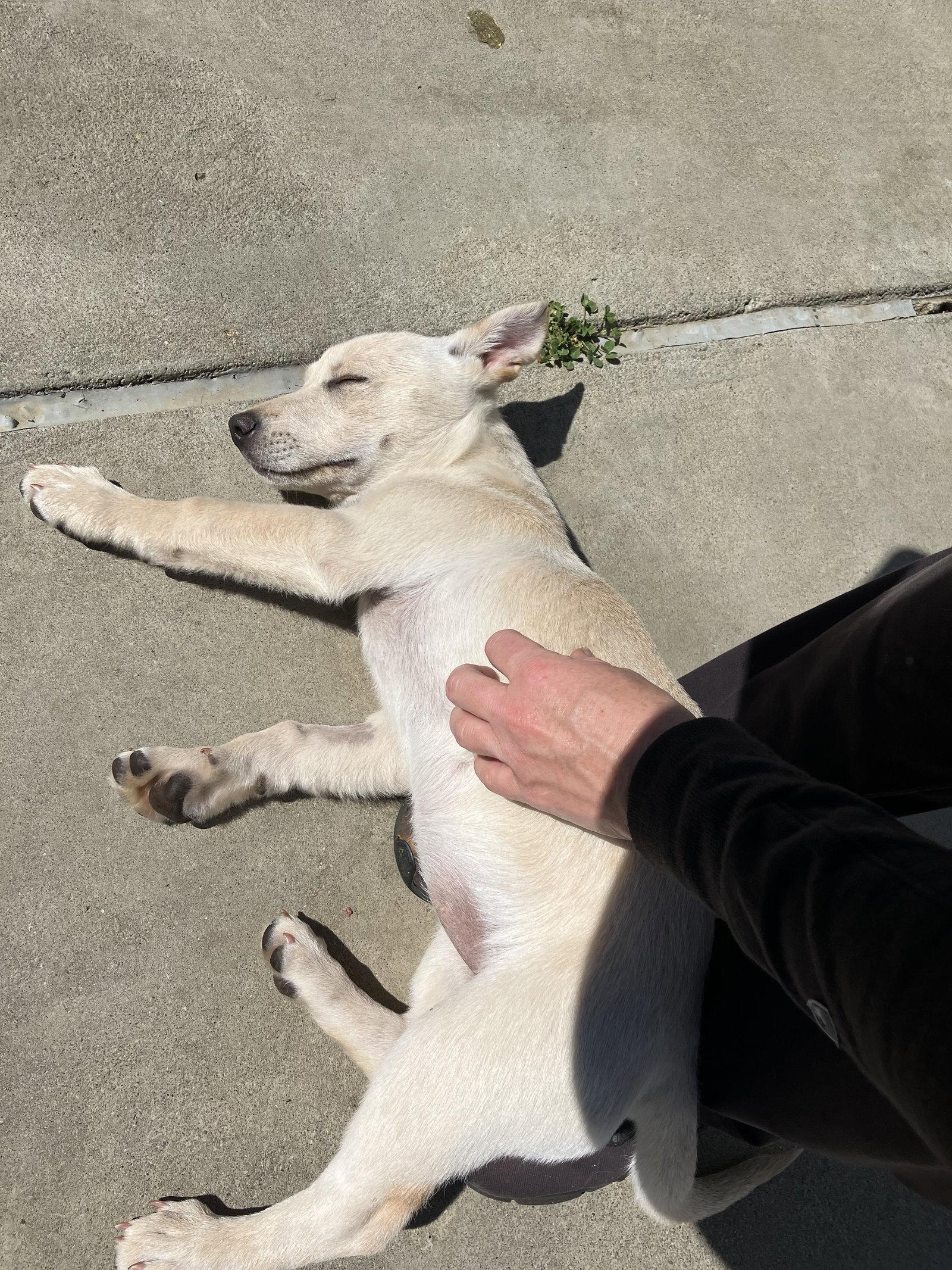 Enlarge Snickerdoodle, a Adopted mixed breed in Davis, CA image 2/3