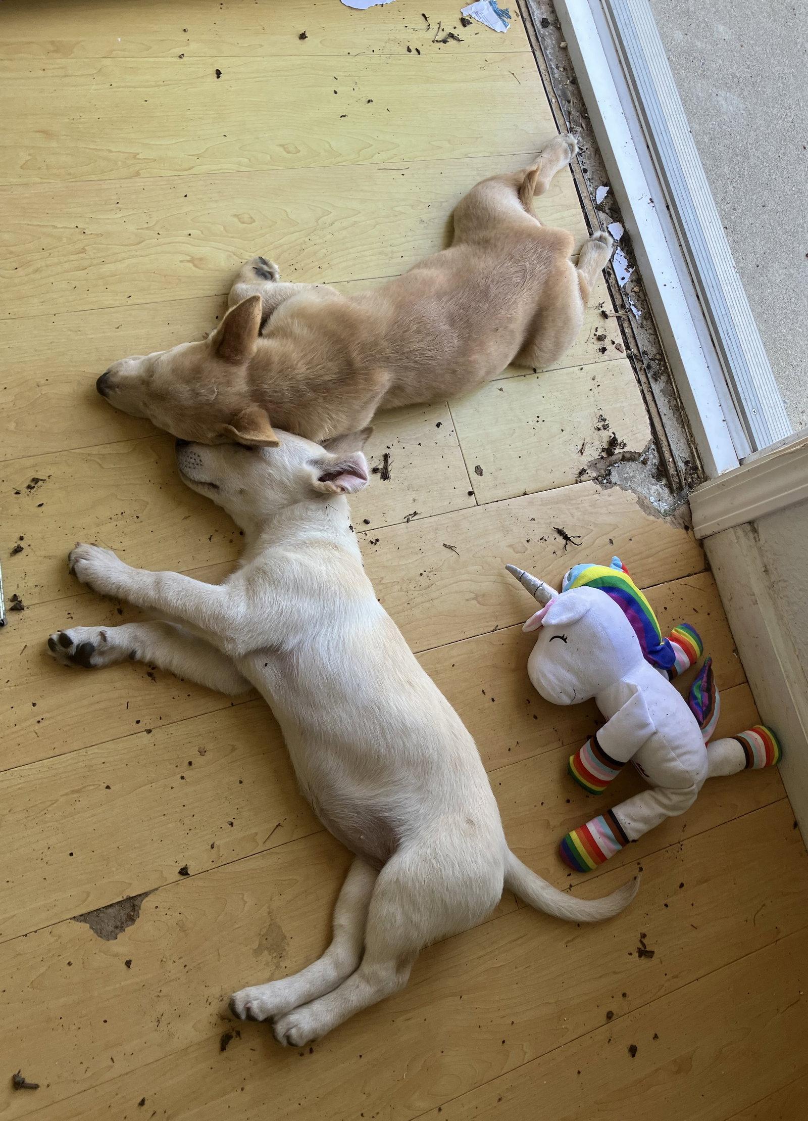 Enlarge Snickerdoodle, a Adopted mixed breed in Davis, CA image 3/3