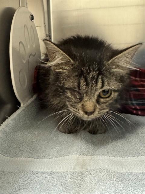 FELINA, Adoptable, Young Female Domestic Long Hair.