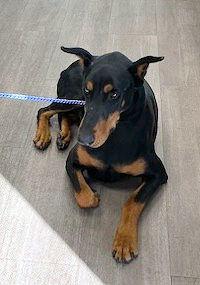Enlarge Diesel, a Adopted Doberman Pinscher in Omaha, NE image 1/3