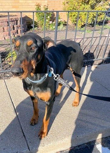Enlarge Diesel, a Adopted Doberman Pinscher in Omaha, NE image 2/3