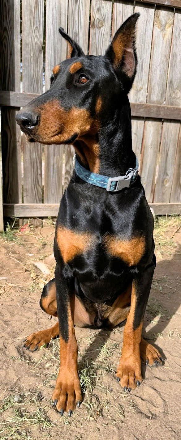 Enlarge Diesel, a Adopted Doberman Pinscher in Omaha, NE image 3/3
