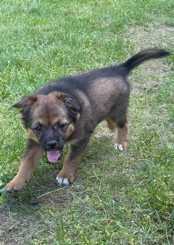 Danica, Adoptable, Young Female Border Collie & Mixed Breed.