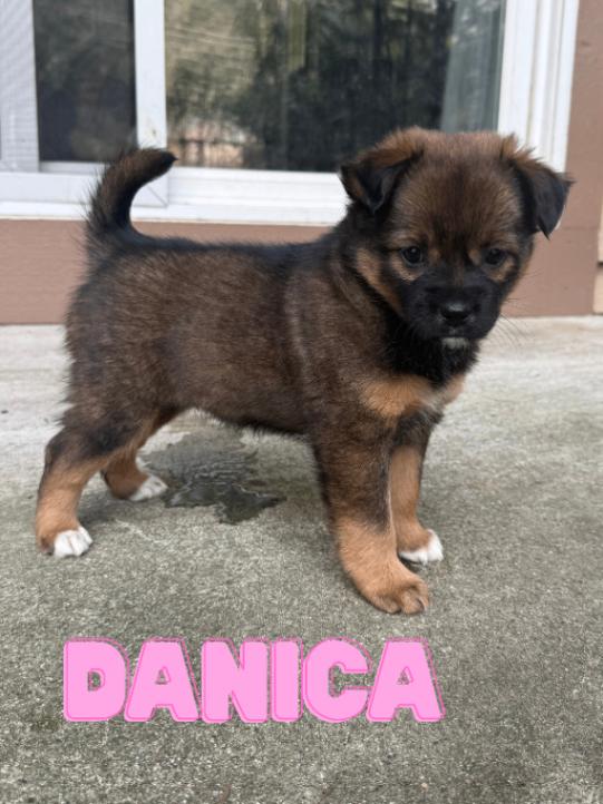 Enlarge Danica, a Adoptable mixed breed in renton, WA image 1/6