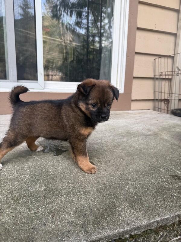 Enlarge Danica, a Adoptable mixed breed in renton, WA image 2/6