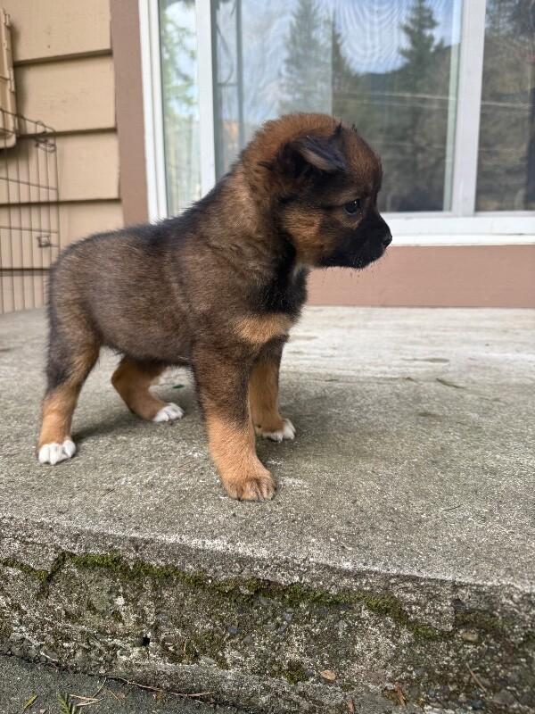 Enlarge Danica, a Adoptable mixed breed in renton, WA image 3/6