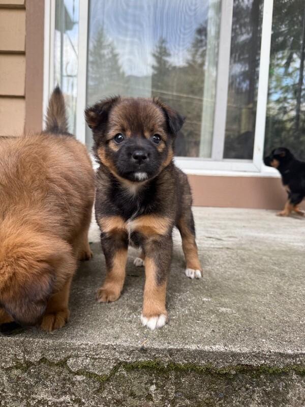 Enlarge Danica, a Adoptable mixed breed in renton, WA image 4/6
