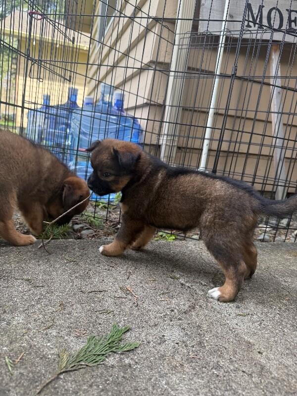 Enlarge Danica, a Adoptable mixed breed in renton, WA image 6/6