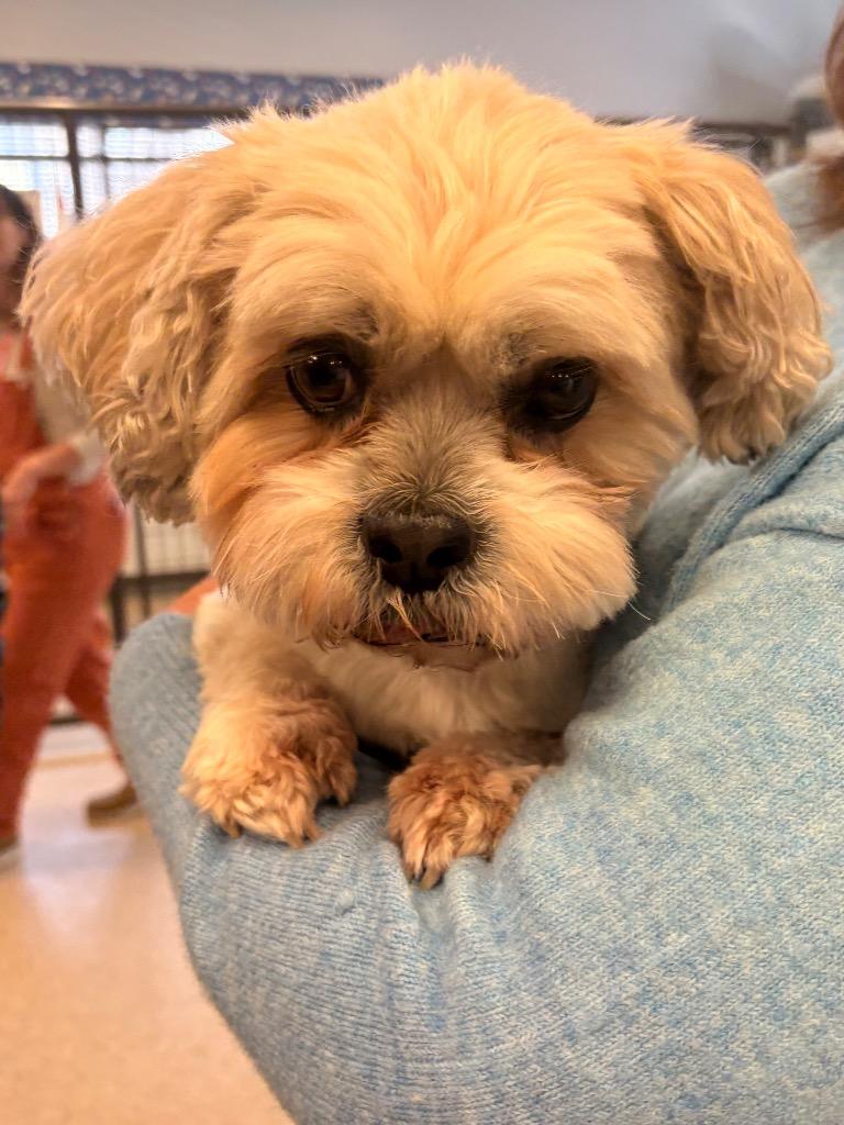Waffles, Adoptable, Adult Male Shih Tzu.