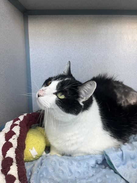 Goliath (in Foster), Adoptable, Adult Male Domestic Short Hair.