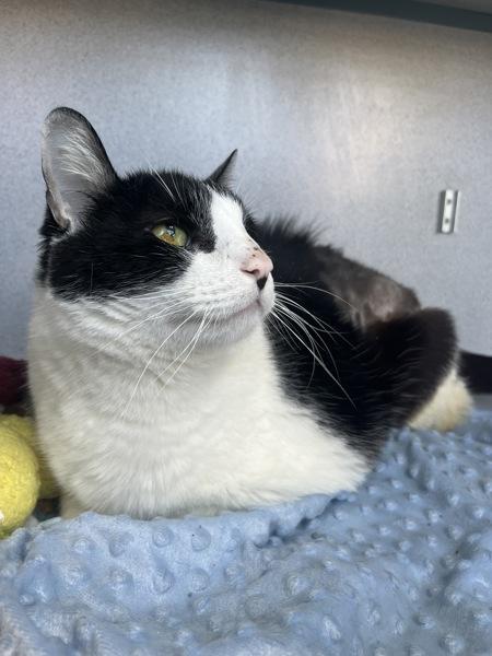 Enlarge Goliath (in Foster), a Adoptable mixed breed in Skillman, NJ image 3/3