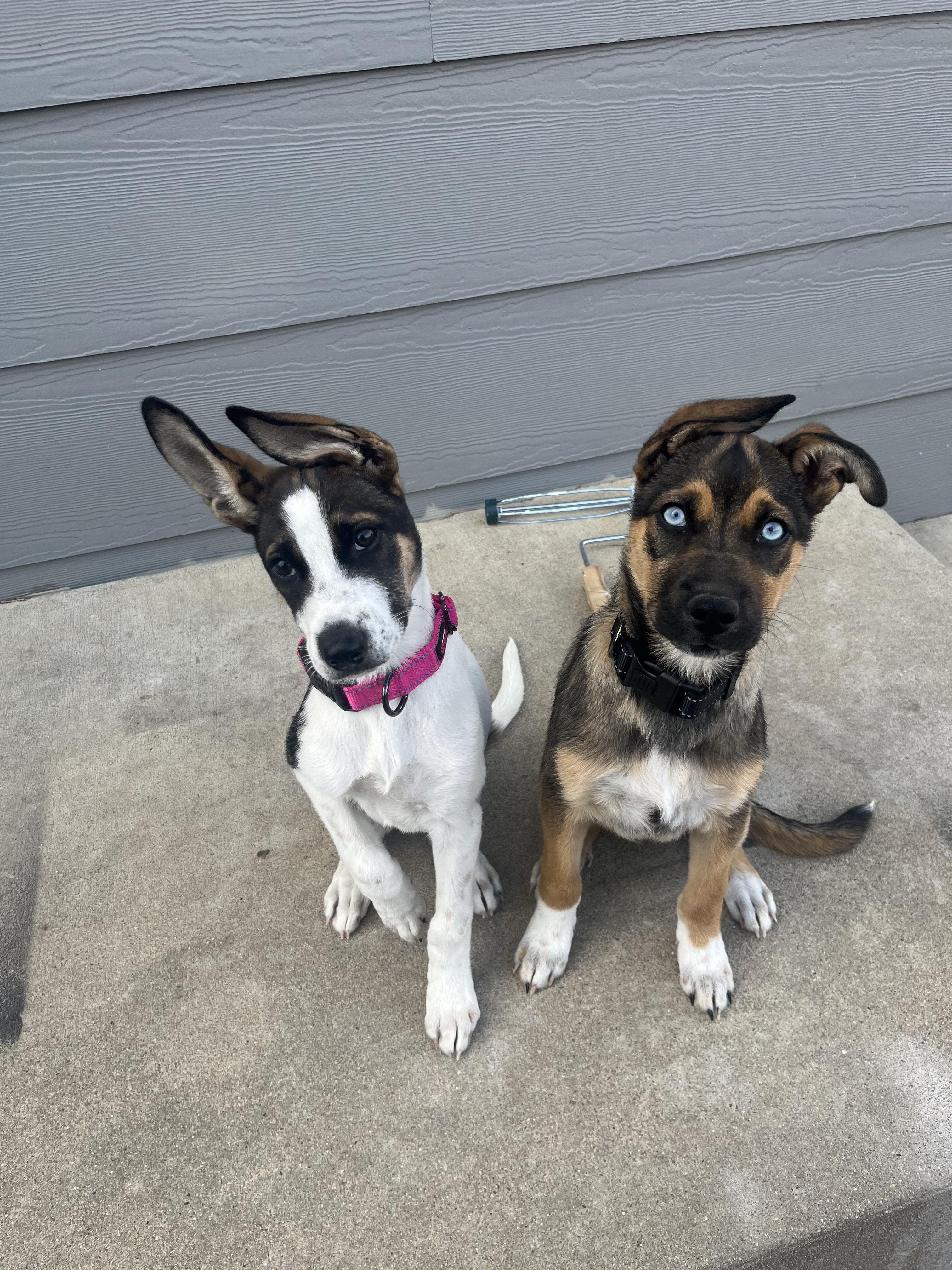 Enlarge Moo, a Adoptable mixed breed in Commerce City, CO image 3/6
